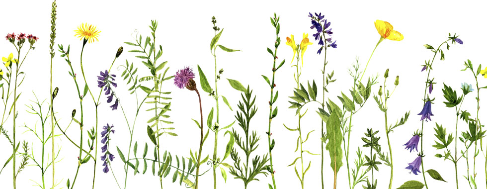 ベルフィーヌ商品画像